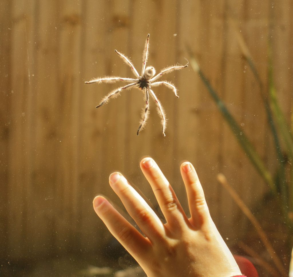 huntsman spider