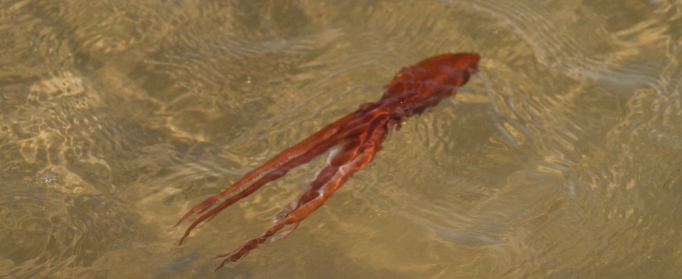 Southern Sand Octopus