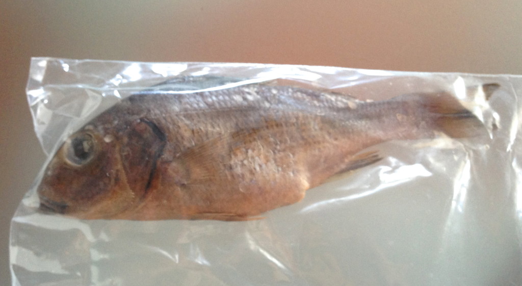 preserved gray perch (ﬁsh) form crafts for kids kit