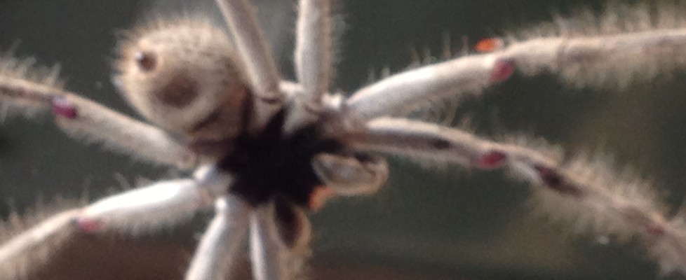 Huntsman Spider.