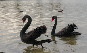 Black Swans – And nothing to do with the rubbish movie!