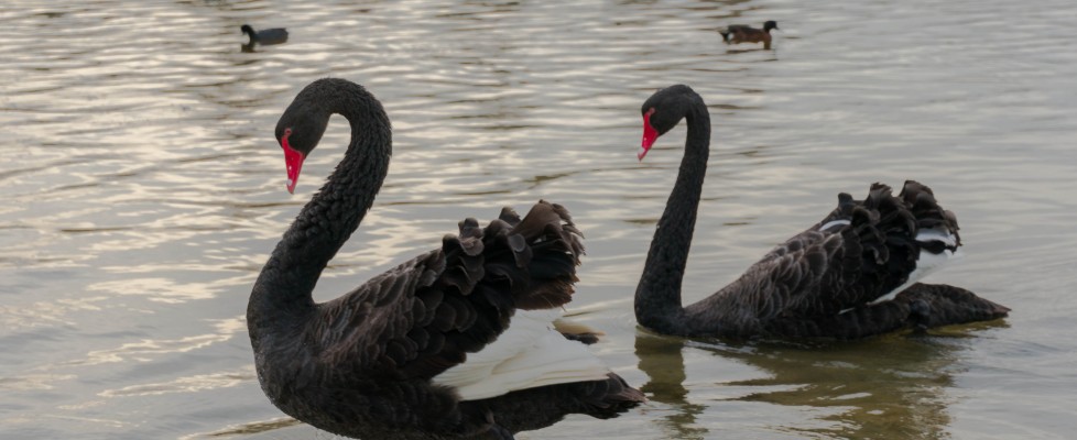 Black Swans – And nothing to do with the rubbish movie!